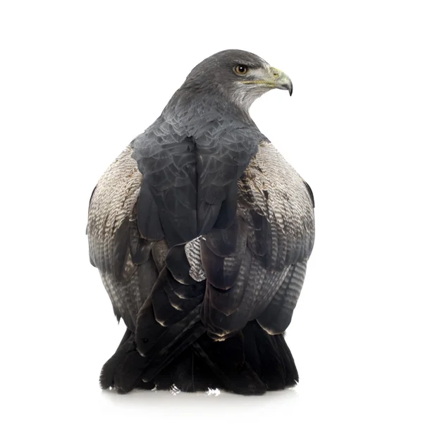 Black-chested Buzzard-eagle - Geranoaetus melanoleucus — Stock Photo, Image