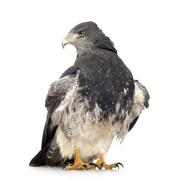 Zwart-chested buzzard-eagle - geranoaetus melanoleucus — Stockfoto