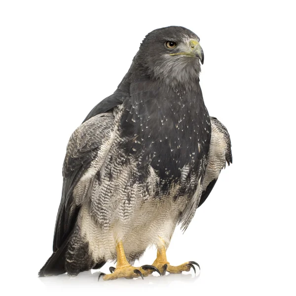 Águila buitre de pecho negro - Geranoaetus melanoleucus —  Fotos de Stock