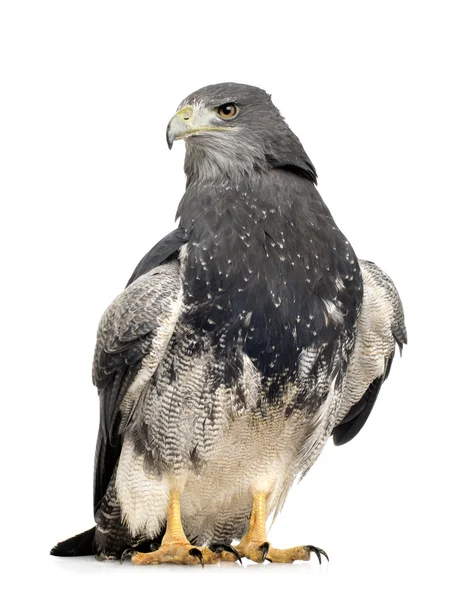 Águila buitre de pecho negro - Geranoaetus melanoleucus —  Fotos de Stock