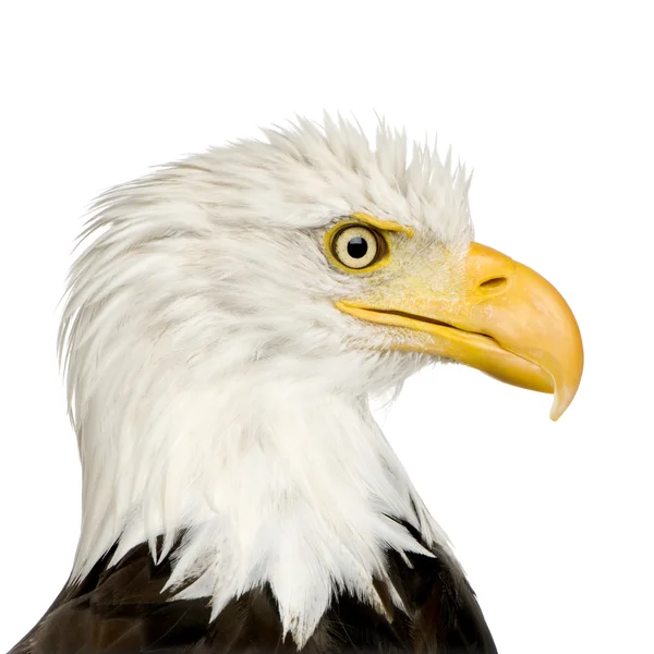 秃头鹰 (22 岁)-白头 — 图库照片