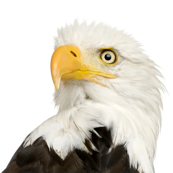 Águila calva (22 años) - Haliaeetus leucocephalus —  Fotos de Stock