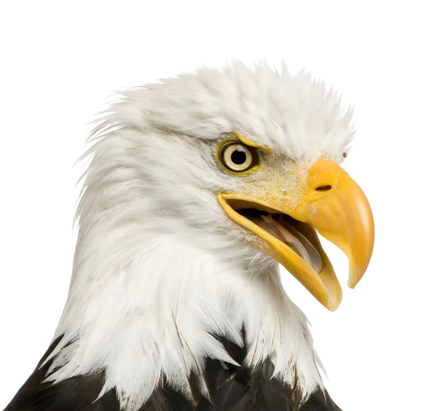 Bald Eagle (22 år) - Haliaeetus leucocephalus — Stockfoto