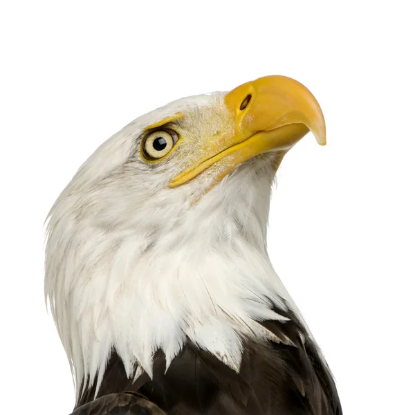 Águila calva (22 años) - Haliaeetus leucocephalus — Foto de Stock
