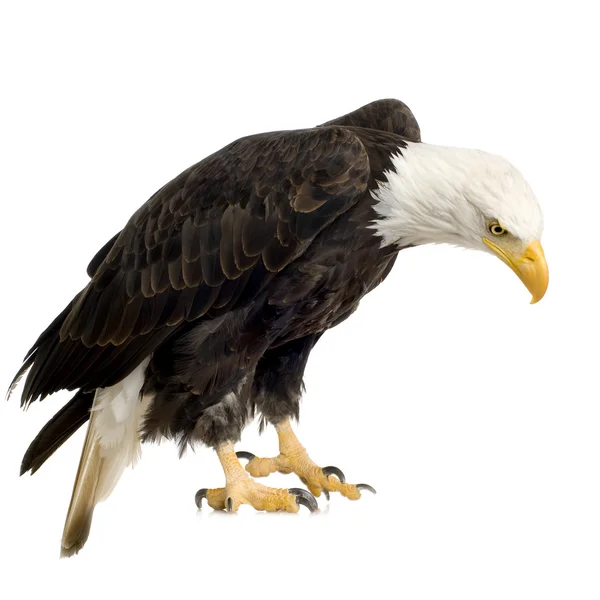 Bald Eagle (22 år) - Haliaeetus leucocephalus — Stockfoto