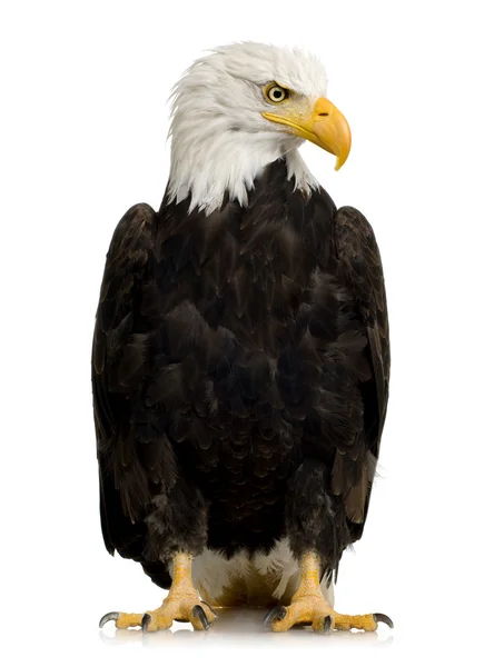 Águila calva (22 años) - Haliaeetus leucocephalus —  Fotos de Stock