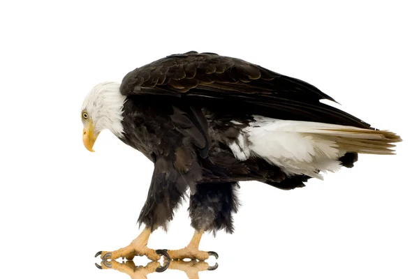 Φαλακρός αετός (22 ετών) - Haliaeetus leucocephalus — Φωτογραφία Αρχείου