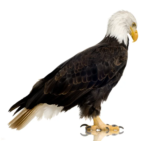 Bald Eagle (22 years) - Haliaeetus leucocephalus — Stock Photo, Image