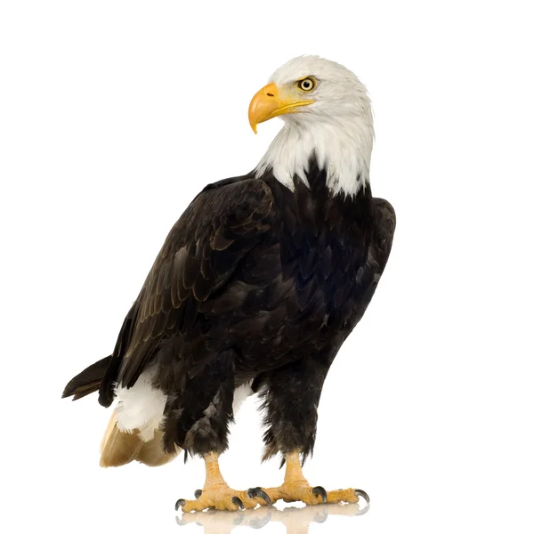 Bald Eagle (22 years) - Haliaeetus leucocephalus — Stock Photo, Image