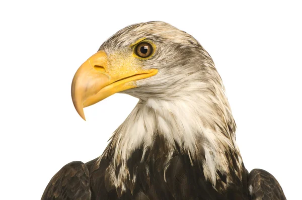 Young Bald Eagle (5 years) - Haliaeetus leucocephalus — Stock Photo, Image