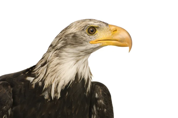 Águila calva joven (5 años) - Haliaeetus leucocephalus —  Fotos de Stock