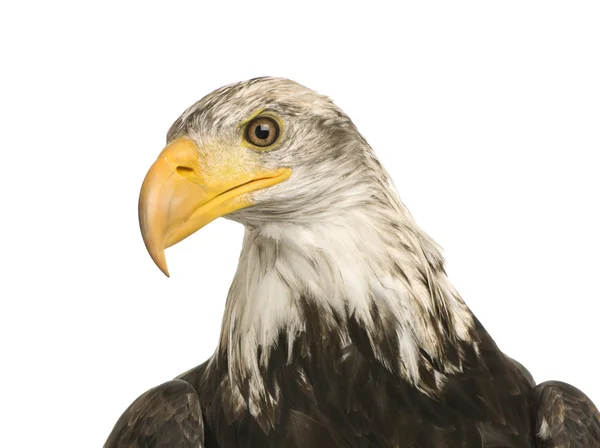 Young Bald Eagle (5 år) - Haliaeetus leucocephalus — Stockfoto