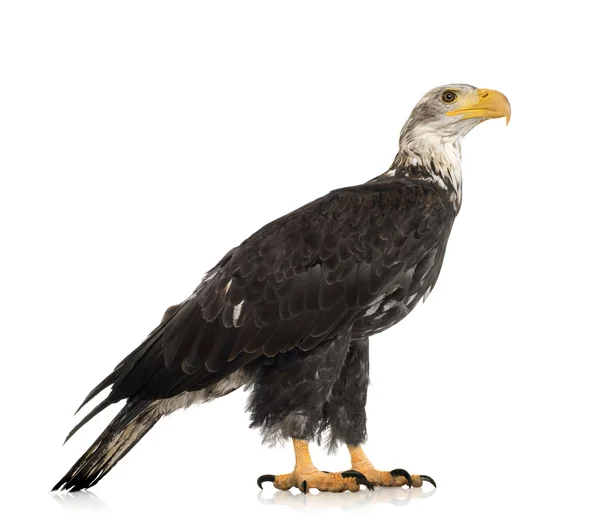 Águila calva joven (5 años) - Haliaeetus leucocephalus —  Fotos de Stock