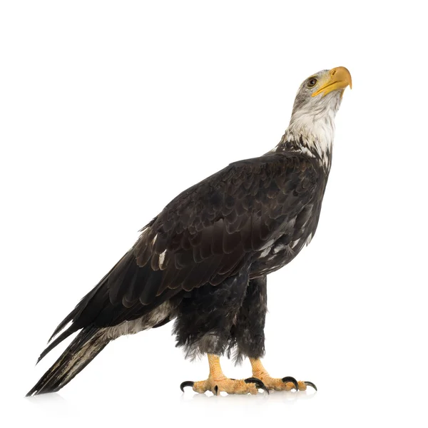 Young Bald Eagle (5 år) - Haliaeetus leucocephalus — Stockfoto