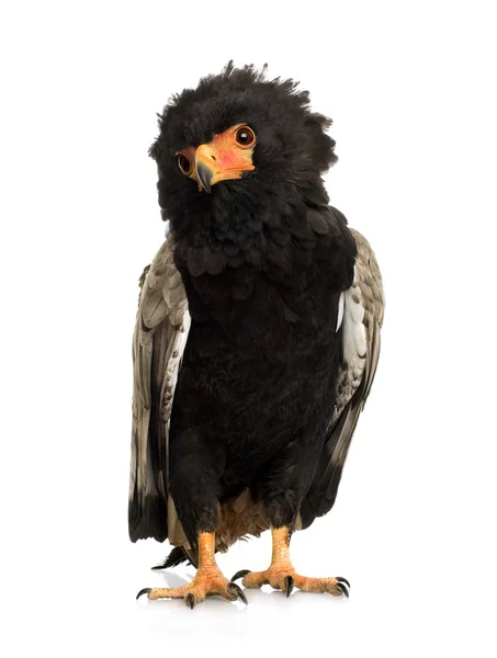 Goochelaar (vogel) (10 jaar) - Terathopius ecaudatus — Stockfoto