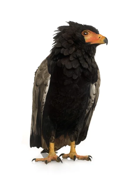 Goochelaar (vogel) (10 jaar) - Terathopius ecaudatus — Stockfoto