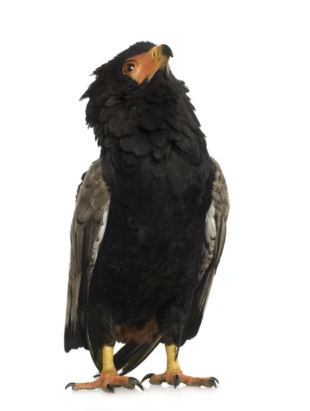 ブラックブレストスネークイーグル (10 歳) - Terathopius ecaudatus — ストック写真