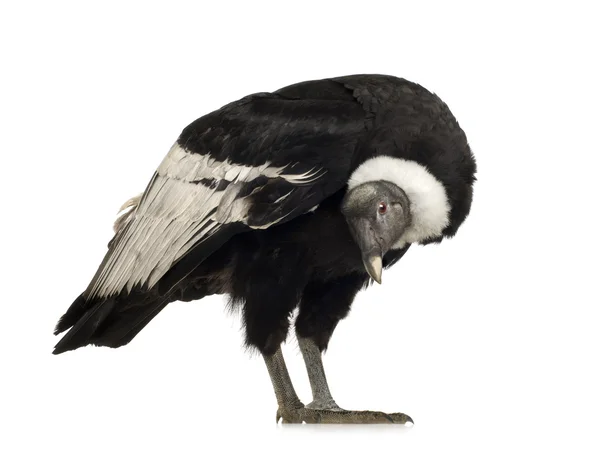 Cóndor Andino - Vultur gryphus (15 años ) — Foto de Stock
