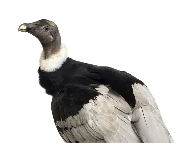 Cóndor Andino - Vultur gryphus (15 años ) — Foto de Stock