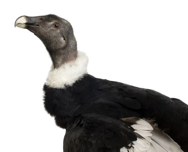 Kondor - Vultur gryphus (15 lat) — Zdjęcie stockowe