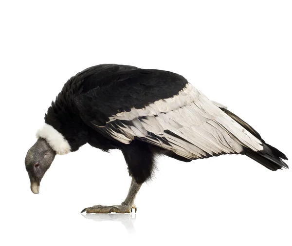 Condor andino - Vultur gryphus (15 anos ) — Fotografia de Stock