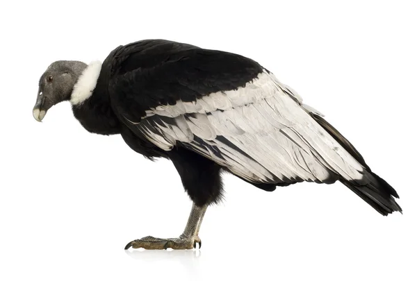 Condor andino - Vultur gryphus (15 anos ) — Fotografia de Stock