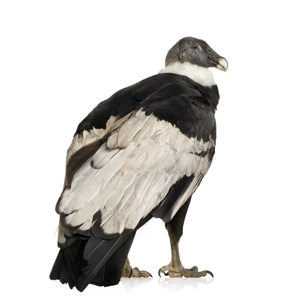 안데스 콘도 르-Vultur gryphus (15 년) — 스톡 사진