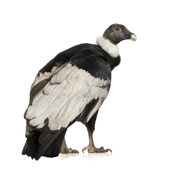 Kondor - Vultur gryphus (15 lat) — Zdjęcie stockowe