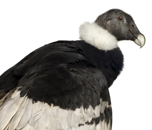 Andean Condor - Vultur gryphus (15 лет ) — стоковое фото