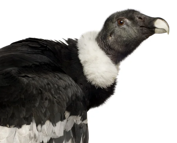 Andok Condor - Vultur gryphus (15 év) — Stock Fotó