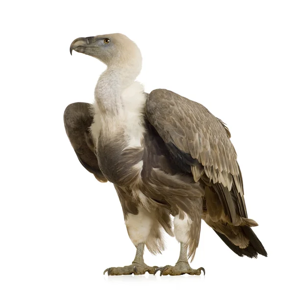 Griffon Vulture - Gyps fulvus — Stock Photo, Image