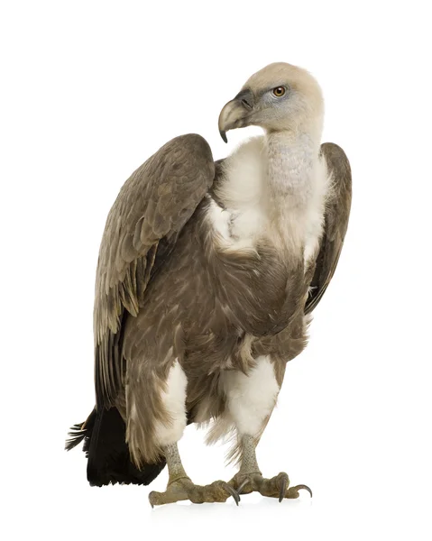 Griffon Vulture - Gyps fulvus — Stock Photo, Image