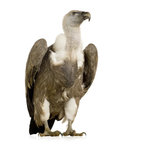 Avvoltoio Grifone - Gyps fulvus — Foto Stock
