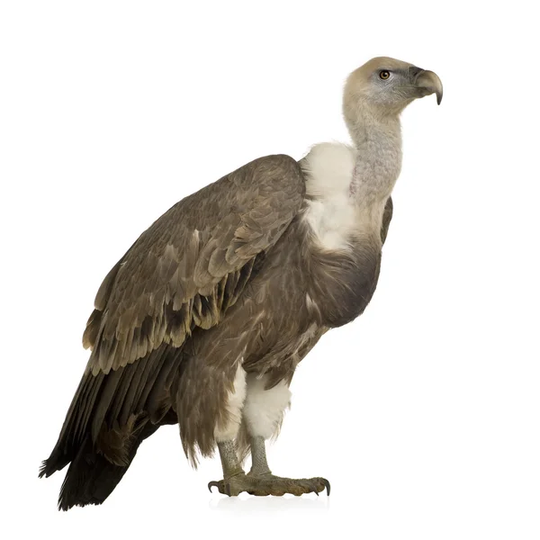 Avvoltoio Grifone - Gyps fulvus — Foto Stock