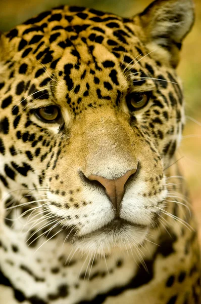 Jaguar - Panthera onca — Photo