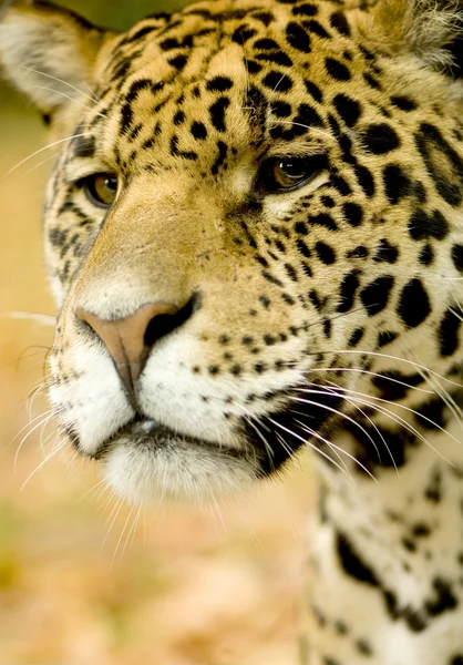 Jaguar - Panthera onca — Stok fotoğraf