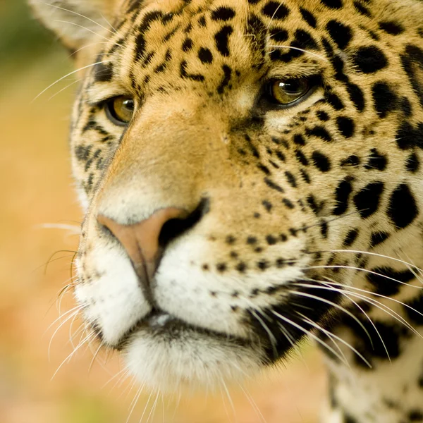 Jaguar - Panthera onca — Stok fotoğraf