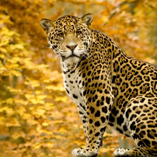 Jaguar - oroszlánt — Stock Fotó