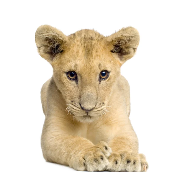Lion Cub (4 mesi ) — Foto Stock