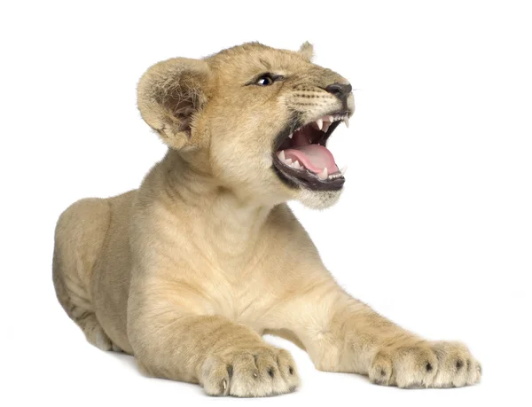 Lion Cub (4 maanden) — Stockfoto