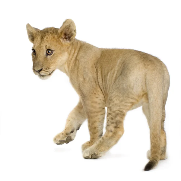 Lion Cub (4 luni ) — Fotografie, imagine de stoc
