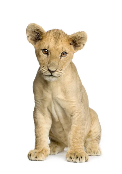Lion Cub (4 месяца ) — стоковое фото