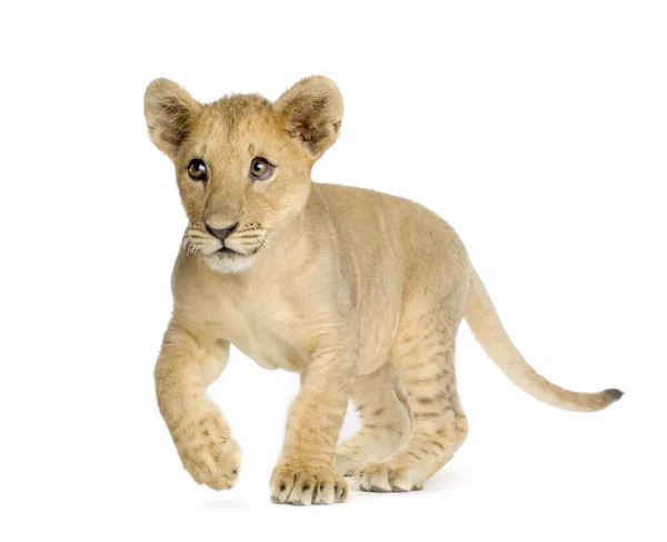 Lion Cub (4 mesi ) — Foto Stock