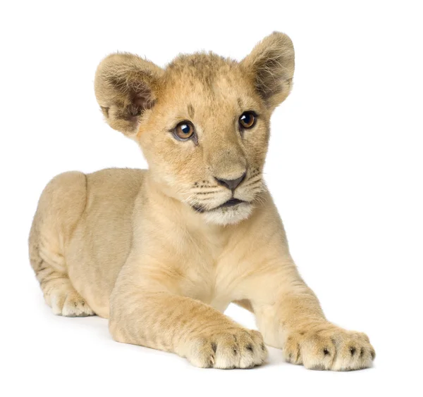 Filhote de Leão (4 meses ) — Fotografia de Stock