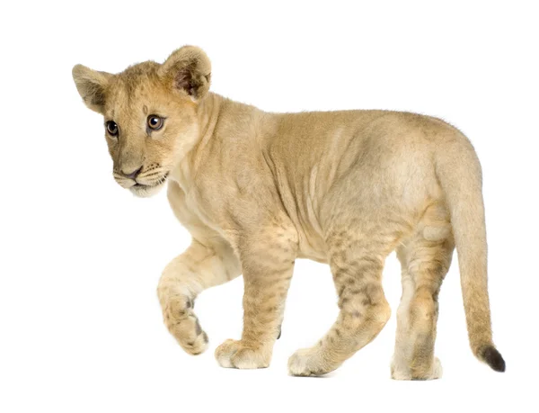 Lion Cub (4 bulan ) — Stok Foto