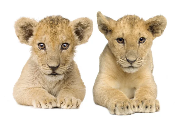 Lion Cub (4 hónap) — Stock Fotó