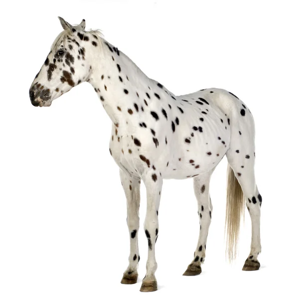 Appaloosa кінь — стокове фото