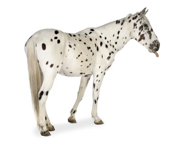アパルーサの馬 — ストック写真