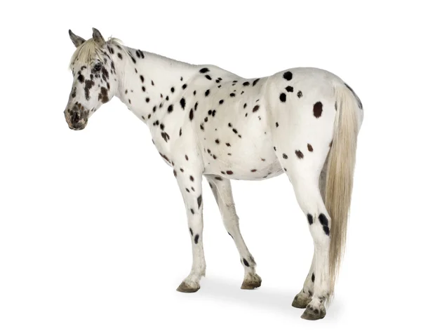 Cavallo di Appaloosa — Foto Stock