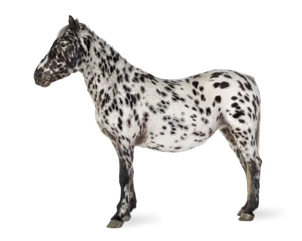 Appaloosa häst — Stockfoto